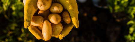 partial view of farmer holding organic, fresh potatoes in cupped hands, panoramic shotの写真素材