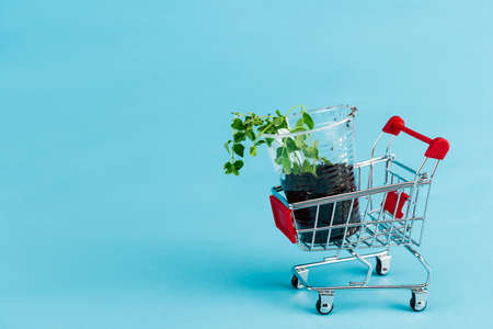 green seedling in small shopping cart on blue backgroundの写真素材