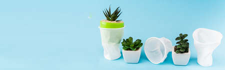 green succulent plants in flowerpots near crumpled plastic cups on blue background, panoramic shot