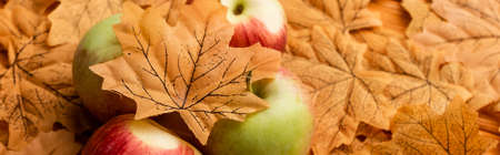 selective focus of ripe tasty apples and autumnal leaf, panoramic shot