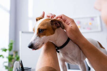 cropped view of businessman cuddling jack russell terrier dog with brown spots on head in officeの写真素材
