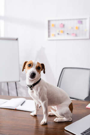 Selective focus of jack russell terrier looking at camera near laptop and notebook on table in officeの写真素材