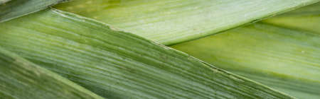 close up view of fresh green leek, panoramic shot