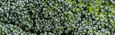 close up view of fresh green broccoli, panoramic shotの写真素材
