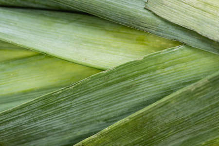 close up view of fresh green leekの写真素材