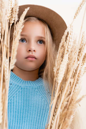 fashionable blonde girl in hat and blue sweater in wheat spikesの写真素材