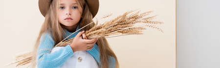 fashionable blonde girl in hat, white skirt and blue sweater with wheat spikes sitting on beige background, panoramic shotの写真素材