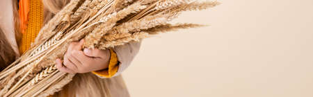 cropped view of fashionable blonde girl in autumn outfit holding wheat spikes isolated on beige,...