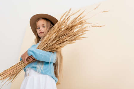 low angle view of fashionable blonde girl in hat and blue sweater with wheat spikes on beige and white backgroundの写真素材