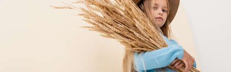 fashionable blonde girl in hat and blue sweater with wheat spikes on beige background, panoramic shotの写真素材