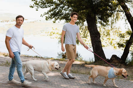 father and son holding leashes while walking with golden retrievers near lakeの写真素材