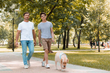 father and teenager son walking with golden retriever on asphaltの写真素材
