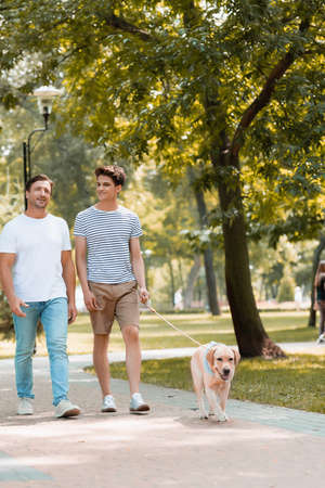 teenager son and father walking with golden retriever on asphaltの写真素材