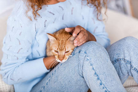 Cropped view of woman in sweater petting cat on bedの写真素材