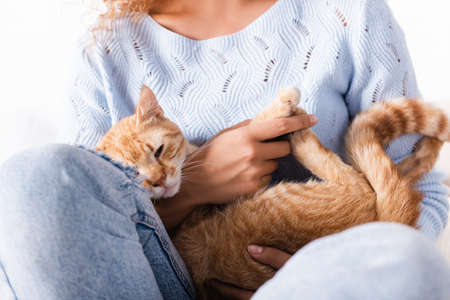 Cropped view of woman in jeans and sweater holding ginger catの写真素材