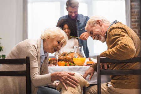 senior woman stroking golden retriever while celebrating thanksgiving day with multicultural familyの写真素材