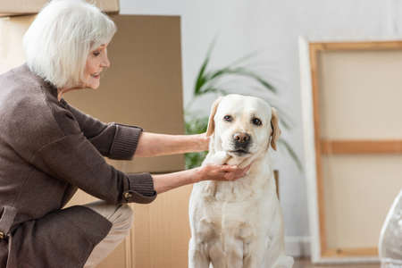 senior woman petting dog in new house with cardboard boxes on backgroundの写真素材