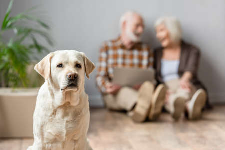 blurred view of senior couple using laptop sitting on floor and dog sitting on foreground