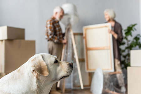 blurred view of senior couple unpacking stuff with dog on foregroundの写真素材