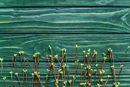 top view of wooden green background with blossoming branches