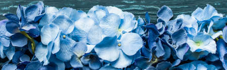 top view of wooden green background with blue flowers, panoramic shotの写真素材