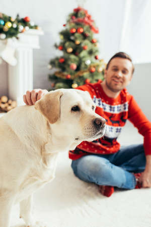 cheerful man in red sweater cuddling labrador near christmas tree on blurred background
