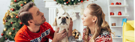 couple in knitted sweaters cuddling labrador in decorated apartment on christmas, bannerの写真素材