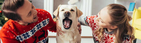 joyful couple in knitted sweaters hugging labrador yawning in decorated apartment on christmas, bannerの写真素材