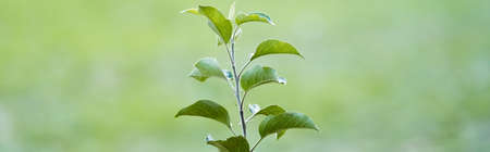 young green seedling growing on blurred background, ecology concept, banner