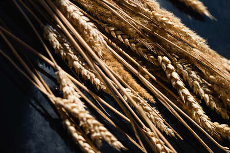 close up of ripe wheat spikelets on dark gray