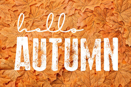 top view of golden leaves near hello autumn letteringの写真素材
