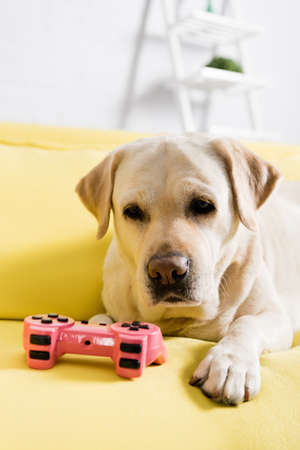 KYIV, UKRAINE - OCTOBER 02, 2020: labrador looking at joystick, while lying on sofa at home on...
