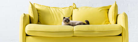 Siamese cat lying on yellow sofa with pillows at home, bannerの写真素材