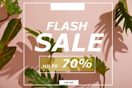fresh tropical green leaves on pink background with flash sale illustrationの写真素材