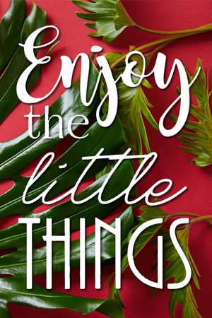 top view of tropical green leaves on red background with enjoy little things illustrationの写真素材