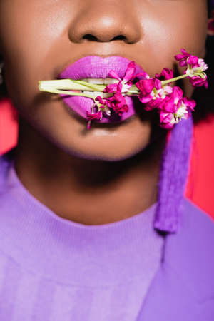 cropped view of african american young woman with flower in mouth isolated on redの写真素材
