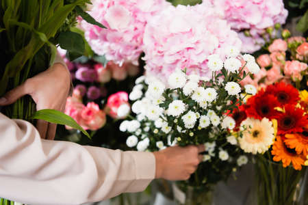 Cropped view of florist taking branch of chrysanthemums, while gather bouquet near range of flowers on blurred backgroundの写真素材
