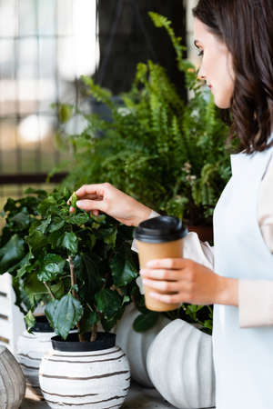 young woman touching potted plant in flower shop while holding coffee to go on blurred foregroundの写真素材