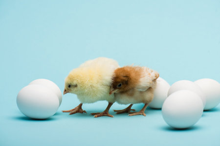 cute small chicks and eggs on blue backgroundの写真素材
