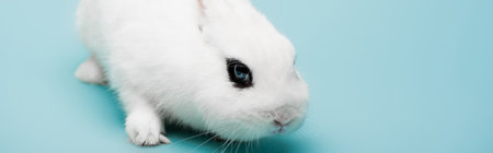 cute white rabbit with black eye on blue background, bannerの写真素材