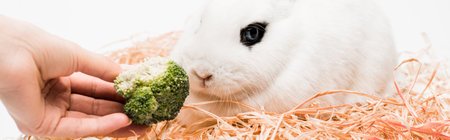 cropped view of woman giving broccoli to cute rabbit in nest on white background, bannerの写真素材