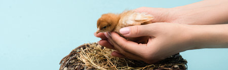 cropped view of woman holding cute small fluffy chick near nest on blue background, bannerの写真素材