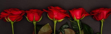 top view of roses isolated on black, banner