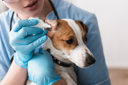 cropped view of veterinarian in latex gloves dripping ear drops to jack russell terrierの写真素材