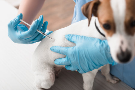 cropped view of veterinarian in blue latex gloves injecting jack russell terrier on blurred foregroundの写真素材