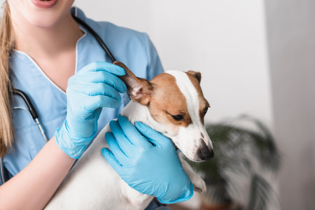 cropped view of young veterinarian in latex gloves examining dogの写真素材