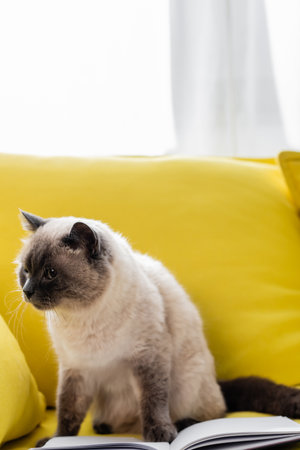 cat looking away on yellow sofa near open notebookの写真素材