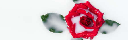 top view of red rose with green leaves in milky water, banner
