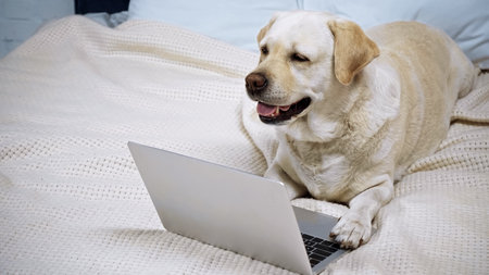 golden retriever lying near modern laptop on bedの写真素材