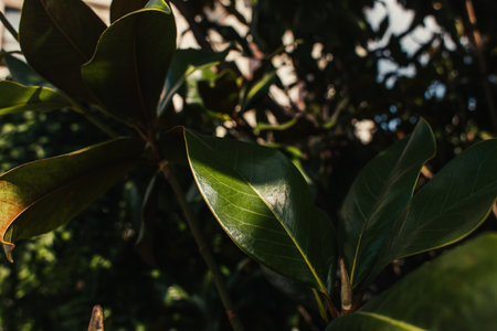 Close up view of green leaves of plants with sunlightの写真素材
